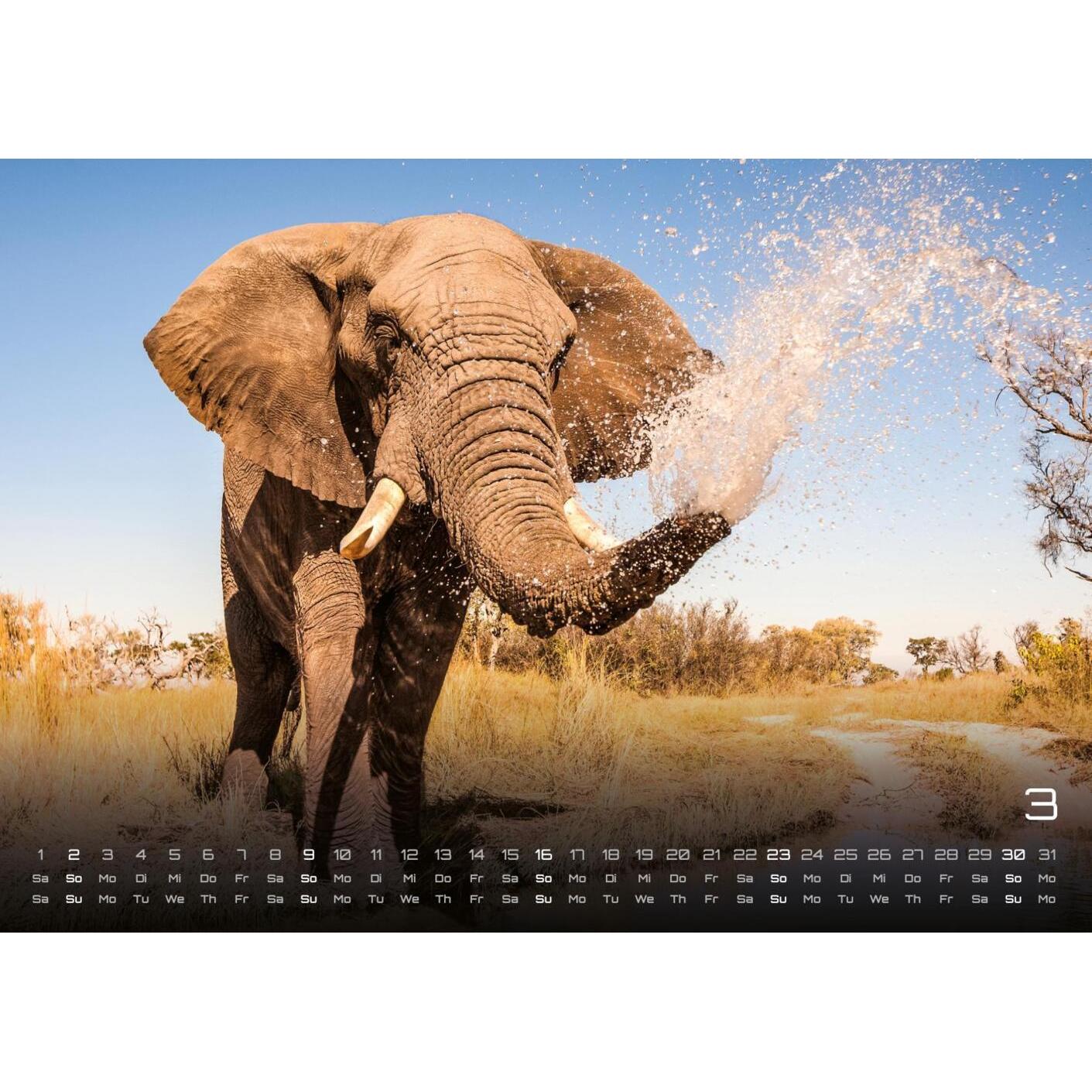 GP Fever, Kalender, Elefanten - einzigartige Giganten - 2025 - Kalender DIN A2 (Harter Einband, Deutsch)