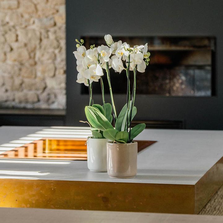 Produktbild Herstera Frost