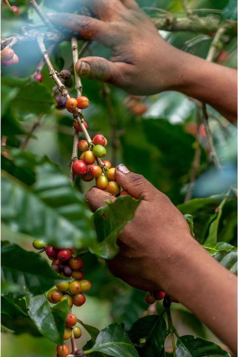 Actual product image Onesto Bio Beaufort (1000 g, Green coffee)