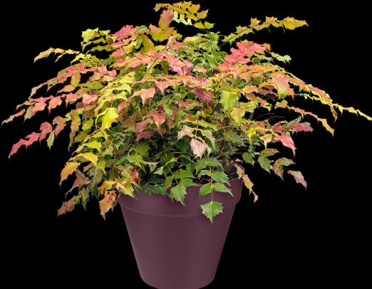 Actual product image Elho Loft Urban (20 cm)