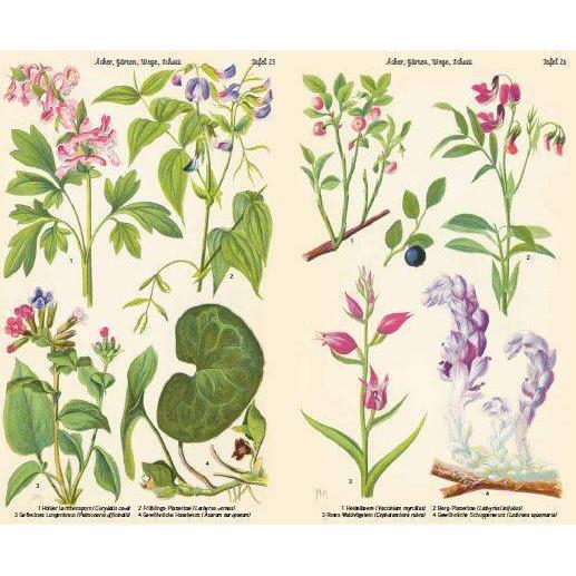 Thumbnail - Bilder-Atlas der Frühlingsblumen, Ratgeber