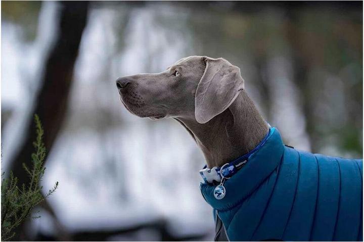 Actual product image Red Dingo Buffer jacket (35, Dog coat)