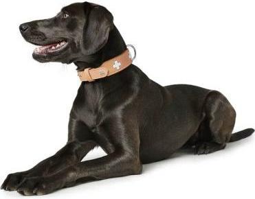 Actual product image Hunter Collar Swiss Natur for dogs 37 (37, Dog, Dog sport)