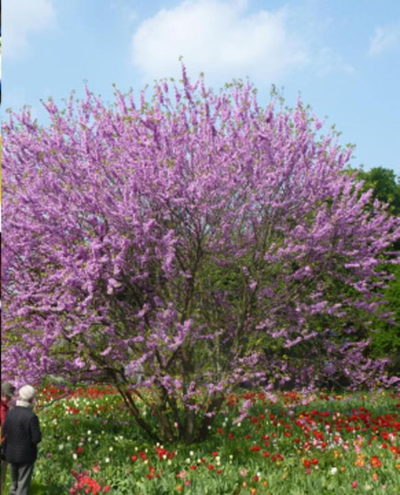 Produktbild Tropica Liebesbaum - Judasbaum (Cercis siliquastrum) (Pflanzensamen)