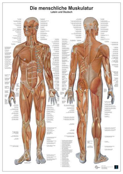 Produktbild Die menschliche Muskulatur (Deutsch, 2007)