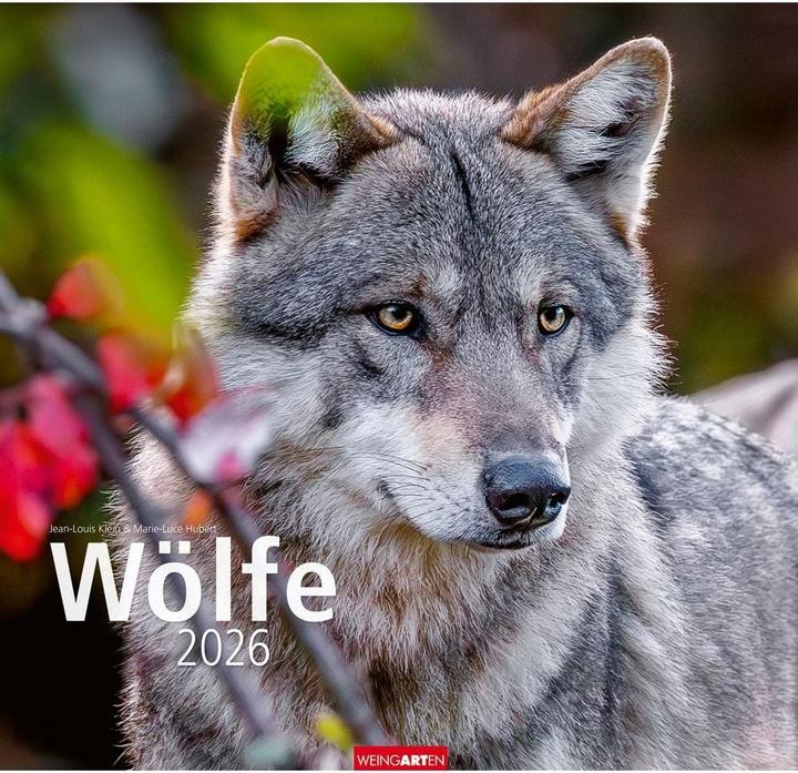 Produktbild Wölfe Kalender 2026 (48 x 46 cm)