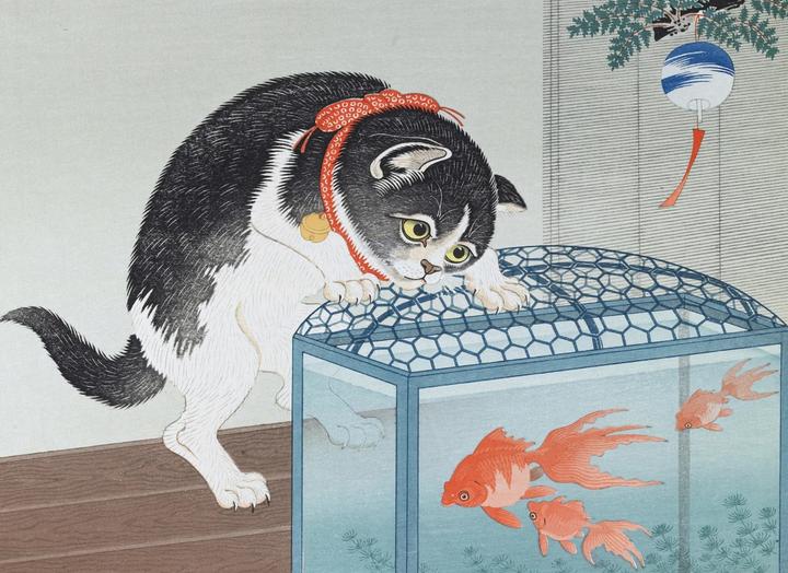 Immagine prodotto Katzen (Tedesco, Jocelyn Bouquillard, 2024)