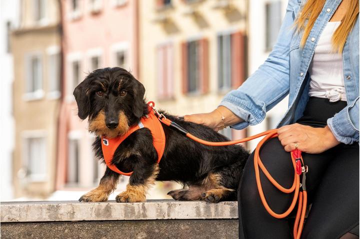 Actual product image Curli Harness Vest Air-Mesh S, Black (S, Dog, General)