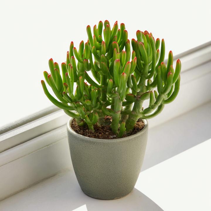 Image du produit Plant in a Box Crassula ovata 'Gollum' - 2er Set Plante de Jade (15 cm)