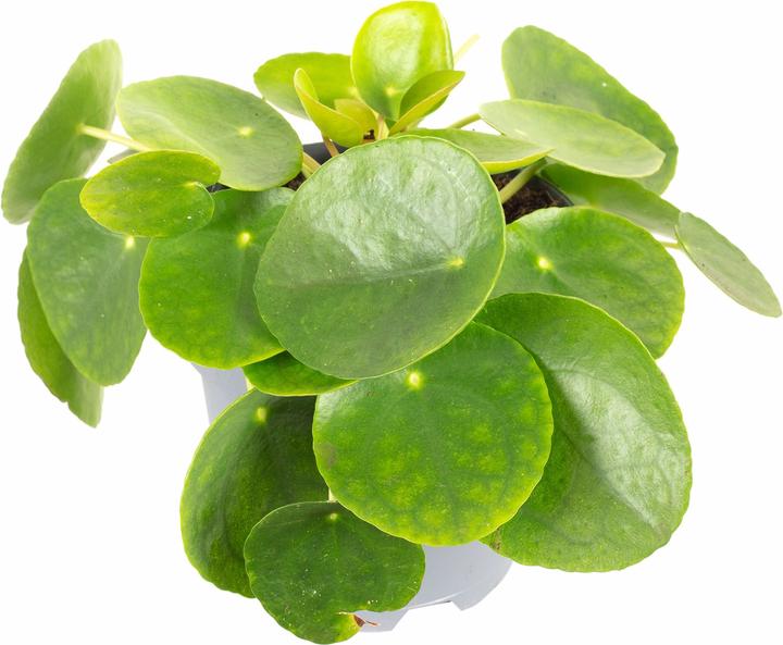 Produktbild Flowerbox Ufopflanze - Pilea peperomioides (20 cm)