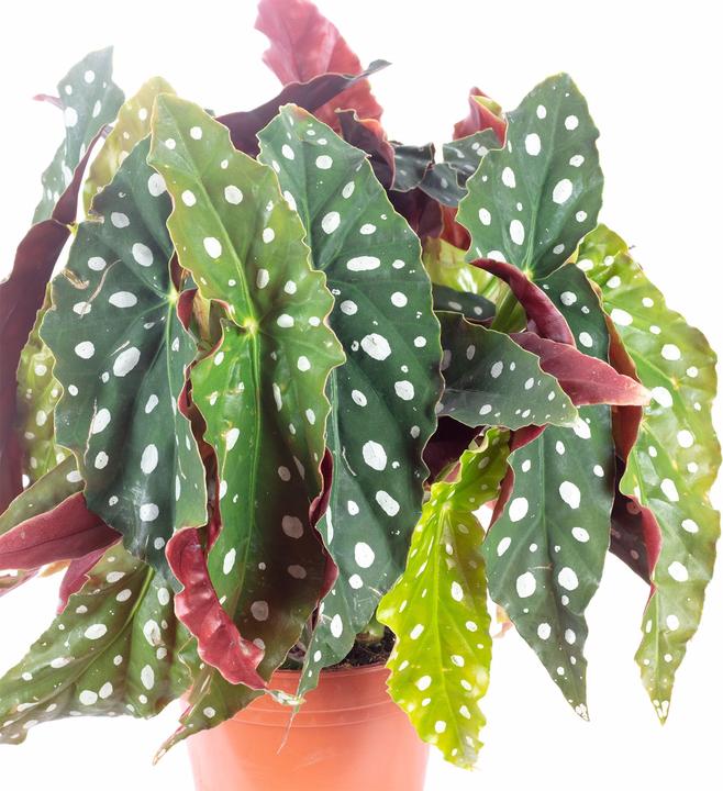 Actual product image Flowerbox Trout begonia - Begonia Maculata 'Wightii' (30 cm)