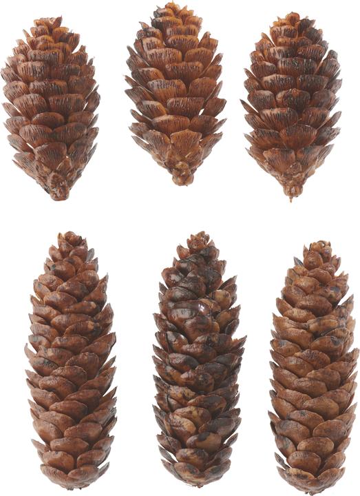 Actual product image DPI Decorative cones, 6 pieces, plastic