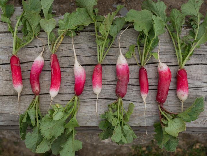 Produktbild Living Seeds Radieschen, French Breakfast 2 (Gemüsesamen)