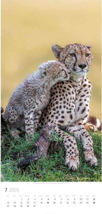 Produktbild Big Cats Kalender 2026 (33 x 68 cm)