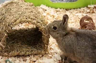 Produktbild Happy Pet Grassy Tunnel