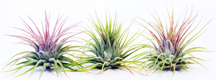 Produktbild Plant in a Box Tillandsia - 3er Mischung Tillandsien in Glasflaschen (5 cm)