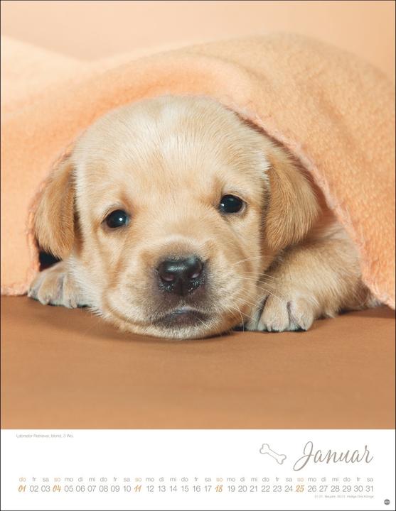 Actual product image Hundekinder Posterkalender 2026