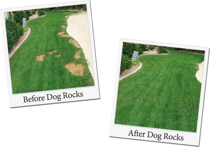 Produktbild Dog Rocks Parker (Hund)