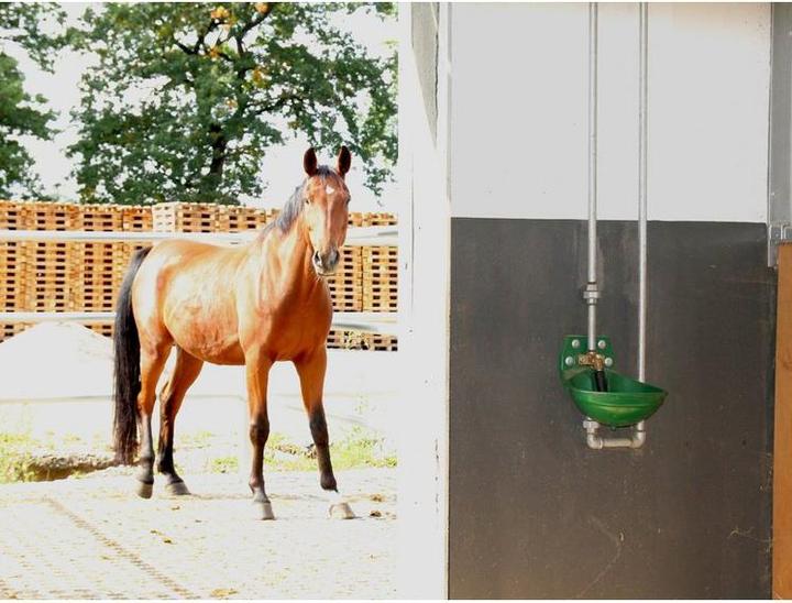 Image du produit Suevia Drinkbak (Kunststof / 1/2 Messing) - Model 12 P