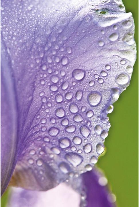 Actual product image Weleda Crème Hydratante Iris, 30 ml (30 ml, Day cream)