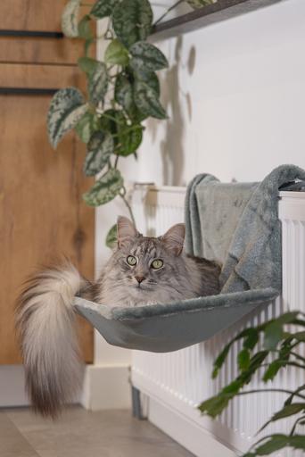 Image du produit Beeztees Sleepy (Chat)