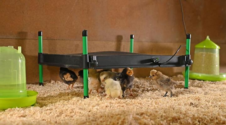 Image du produit Kerbl Plaque chauffante CosyHeat pour poussins et oisillons, réglable en hauteur, thermostat, 24V