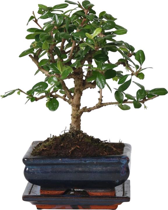 Image du produit Plant in a Box Carmona microphylla - Bonsaibaume (25 cm)