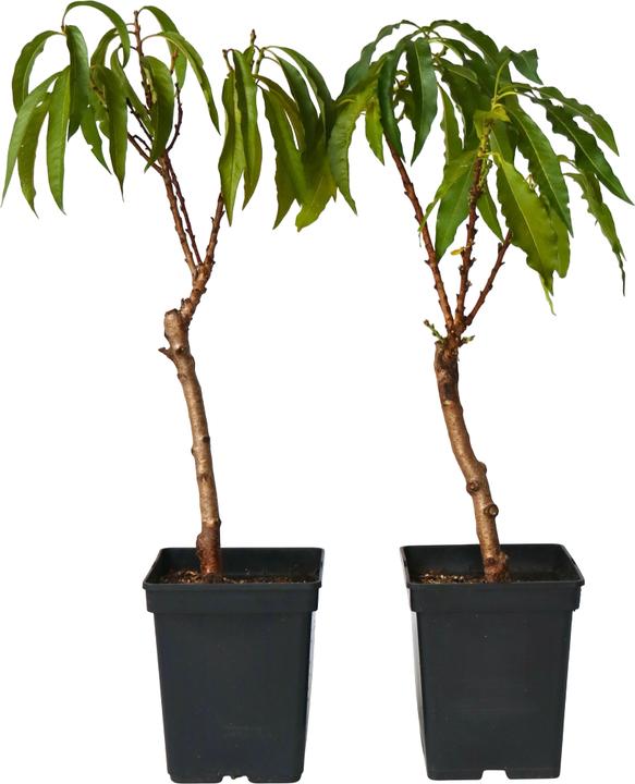 Image du produit Plant in a Box Prunus 'Bonanza' - Lot de 2 pêchers (60 cm)