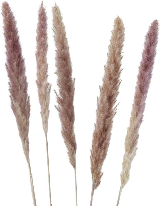 Actual product image Boltze Home Pampasgras