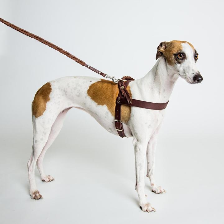 Produktbild Cloud 7 Geschirr Central Park Saddle Brown Echtleder (Hund, Allgemein)