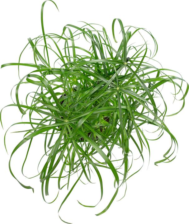 Produktbild Flowerbox Zyperngras - Cyperus alternifolius (60 cm)