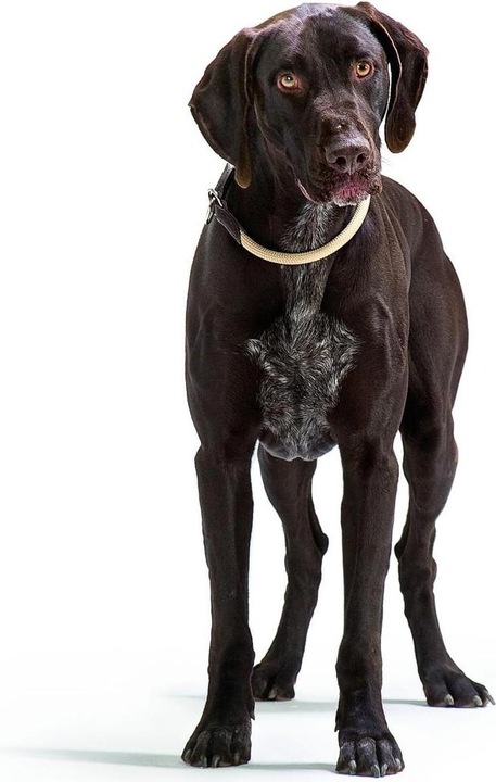 Produktbild Hunter Dressurhalsband Freestyle mit Stopper (M, L, Hund, Allgemein)