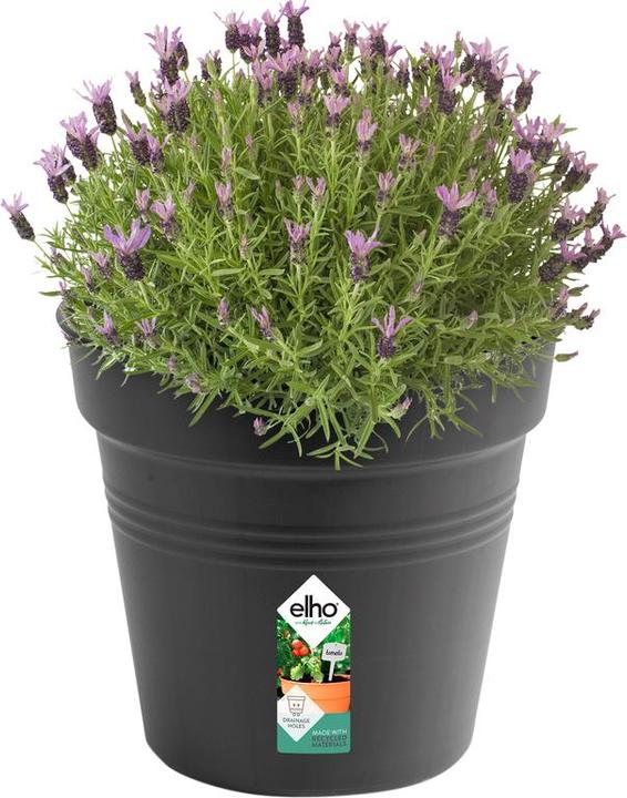 Actual product image Elho Green Basics (35 cm)