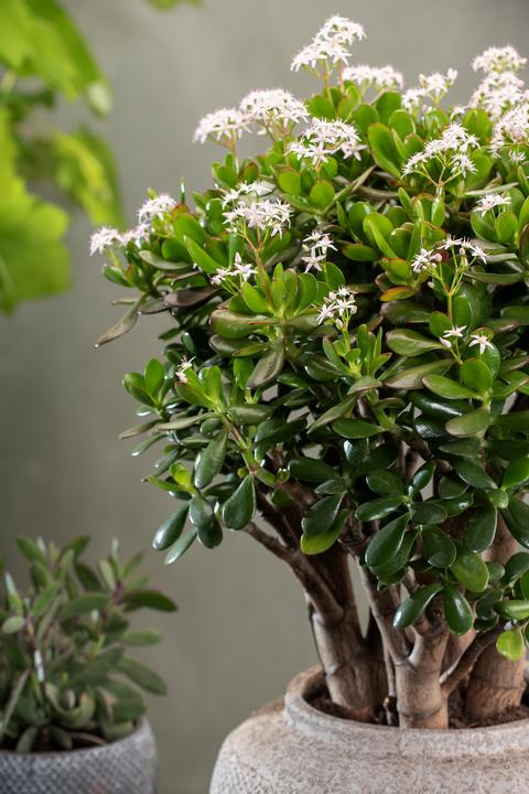 Immagine prodotto Plant in a Box Crassula ovata Minor - Pianta di giada (30 cm)