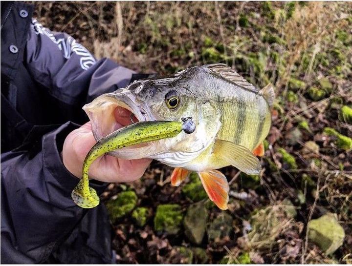 Produktbild Quantum 4street B-Ass Shad (11 cm)