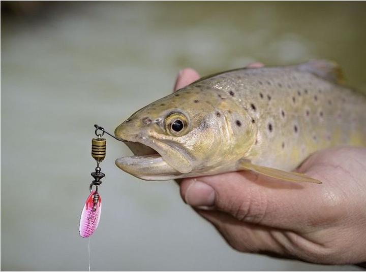 Produktbild Magic Trout Bloody Spinner (2.50 cm)