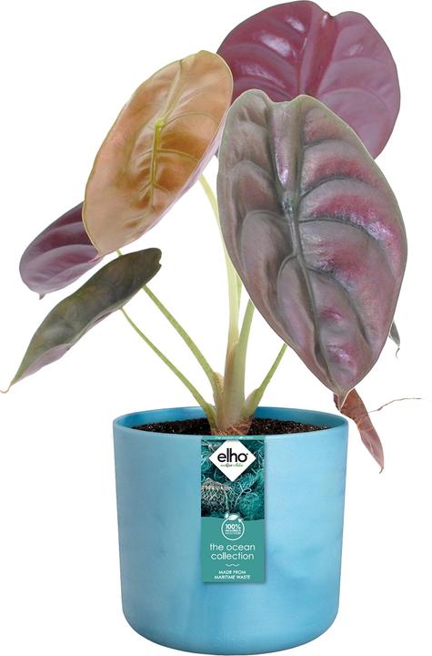 Produktbild Elho The Ocean Collection (14 x 13 cm)