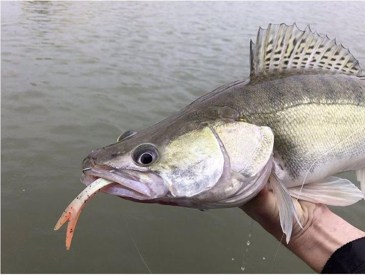 Immagine prodotto Quantum Set di alette pelagiche (21 cm)