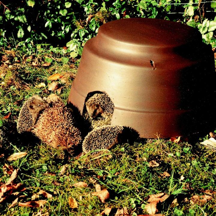 Actual product image Siena Garden Hedgehog dome with floor