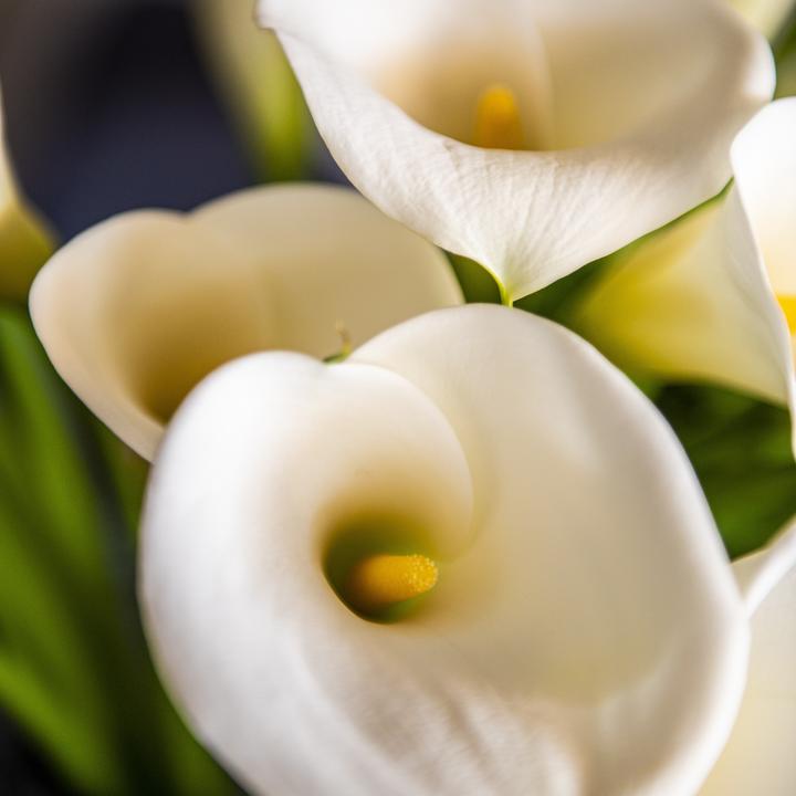 Actual product image Plant in a Box Zantedeschia - Calla (30 cm)