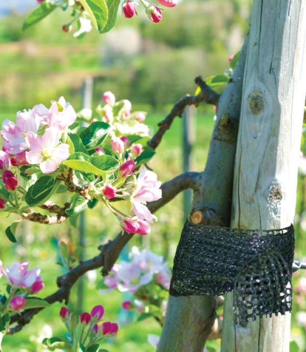 Actual product image Bradas TYT3X50