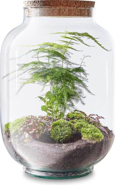 Green Bubble Fortunes Garden (34 cm)