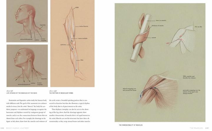 Produktbild Basic Human Anatomy (Englisch, Roberto Osti, 2022)