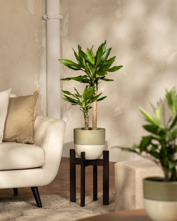 Image du produit feey Grosser Drachenbaum (80 cm, Fraîchement rempotés)