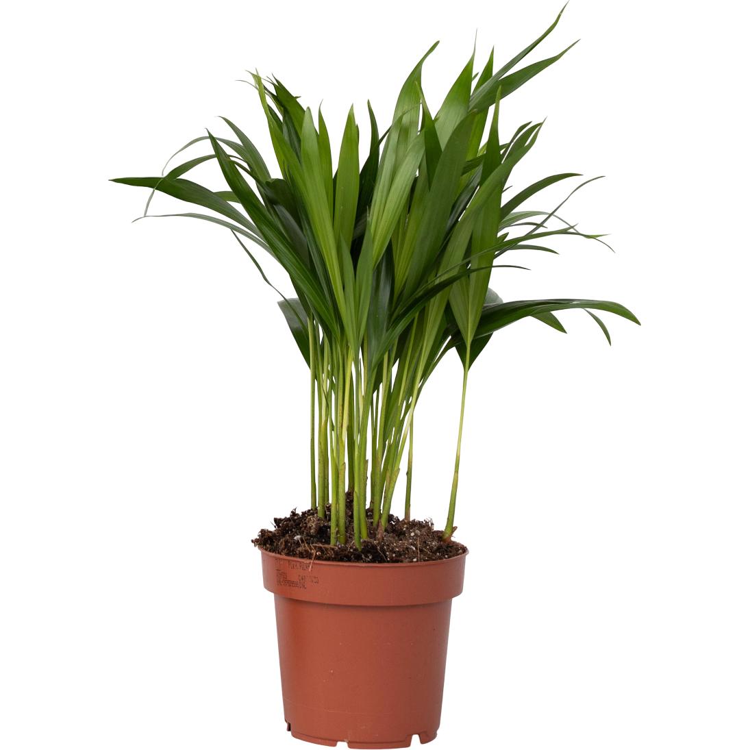 Plant in a Box, Pflanzen, Dypsis lutescens - Goldfruchtpalme (30 cm)