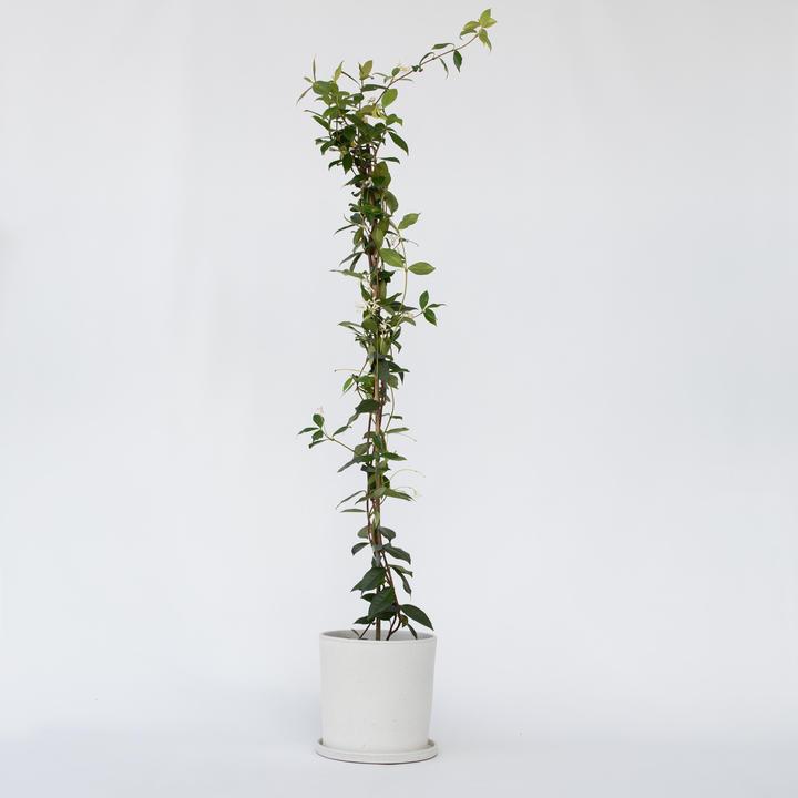 Image du produit Plant in a Box Trachelospermum jasminoides - Jasmin étoilé (120 cm)