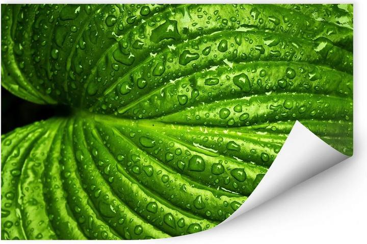 Produktbild Trenddeko Nach dem Regen (100 x 70 cm)