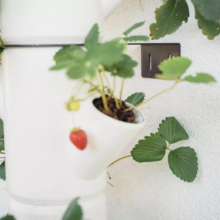 Actual product image Gusta Garden Sissi Strawberry (27 cm)
