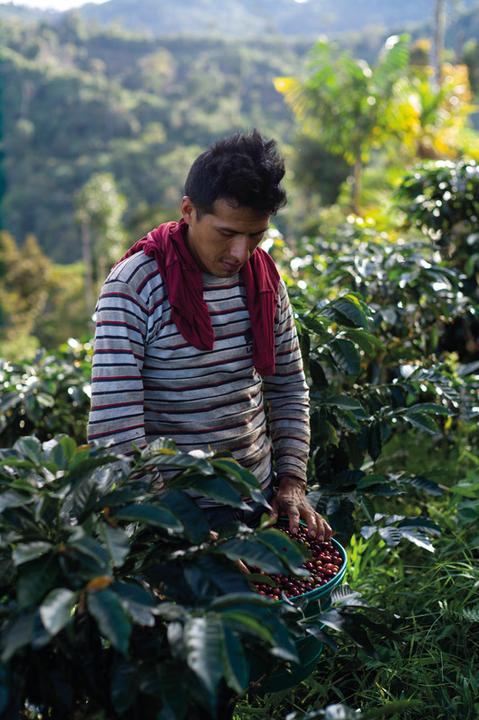 Produktbild Tropical Mountains Angelito (1000 g, Helle Röstung)