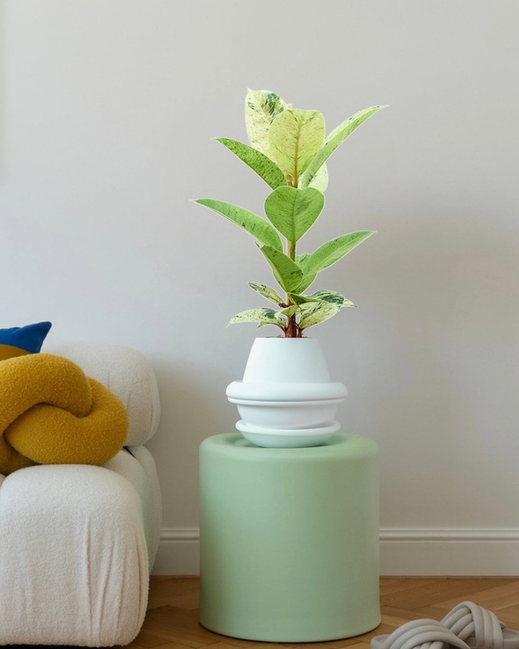 Image du produit Mahaloplants Ficus elastica Schrijveriana (25 cm)